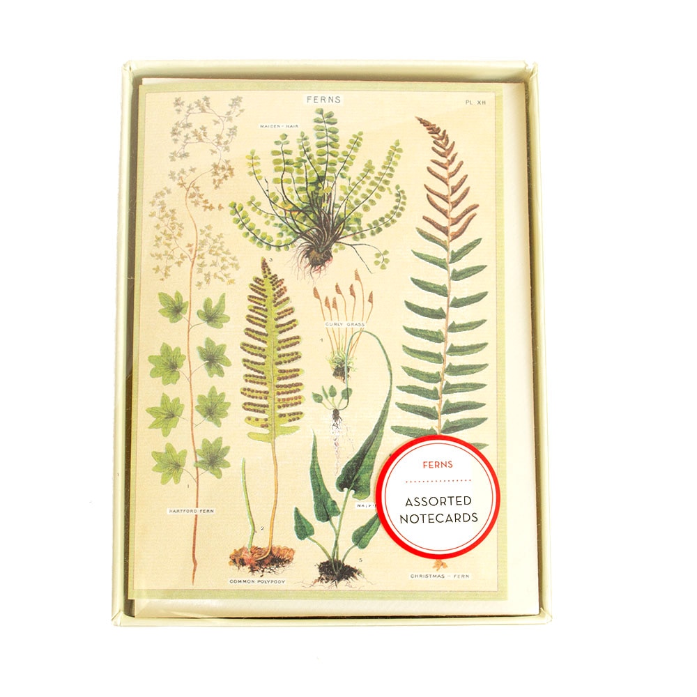 Cavallini, Greeting Card - Boxed Set, Gifts, Ferns, 376235